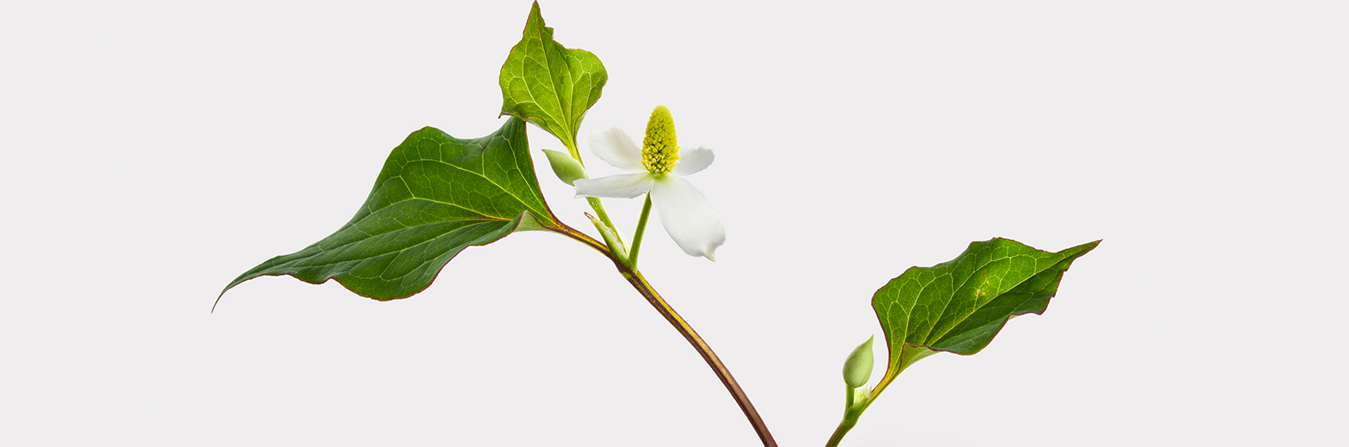 ドクダミ　バナー03